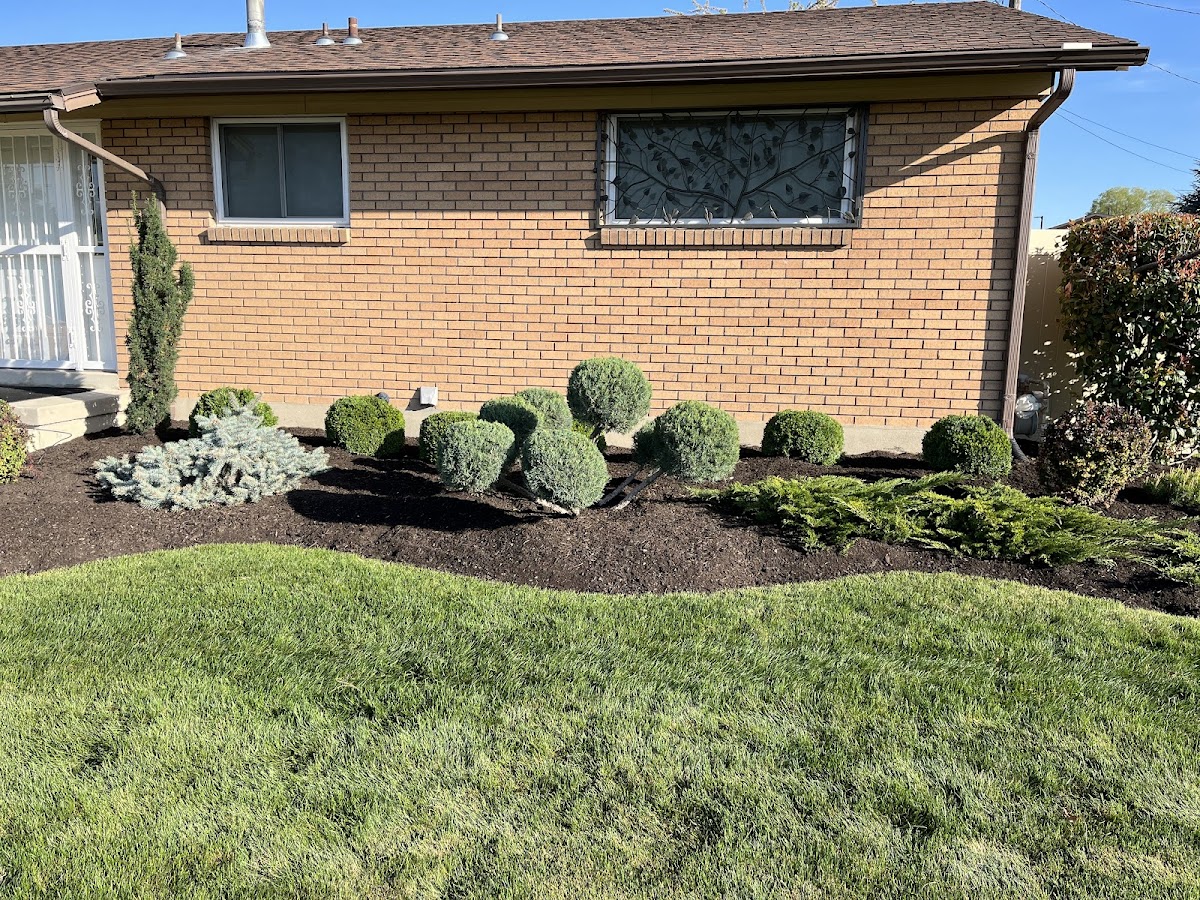 Action Lawn and Yard