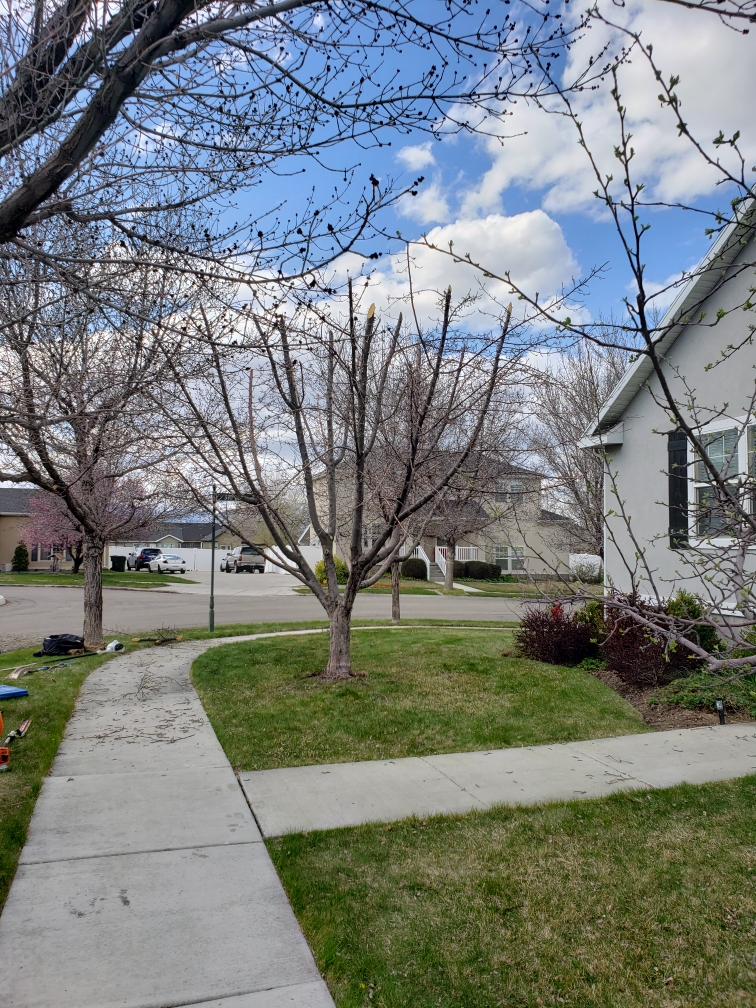 American Firewood and Tree Service