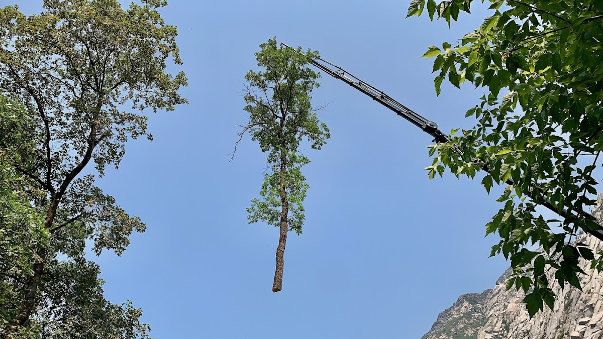 Arbor Plus – Tree Service in Salt Lake City