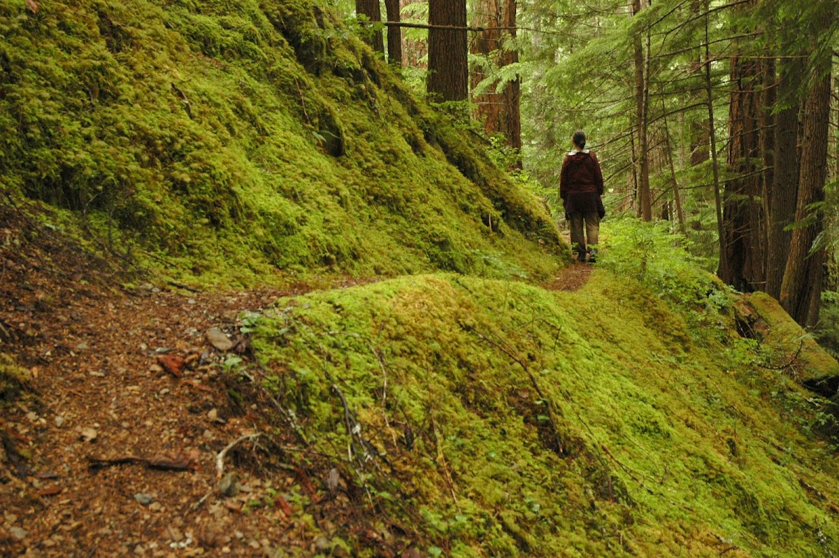 Ascent Mental Health