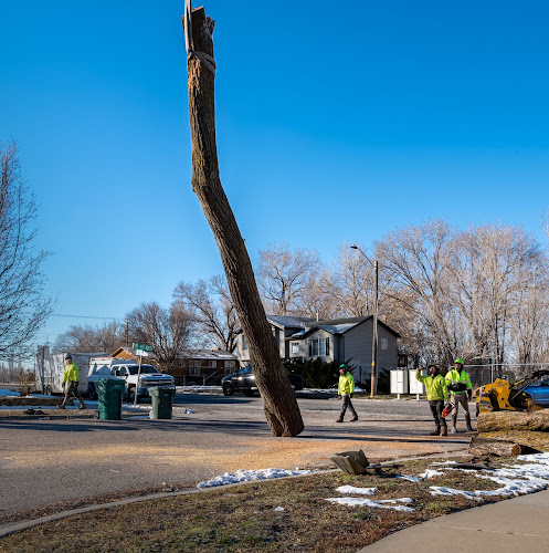 All Wood's Tree Service Davis County