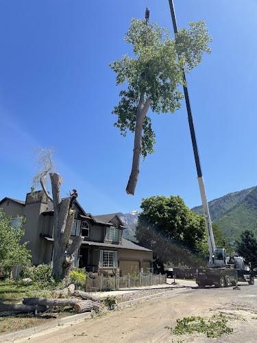 Andrew's tree removal