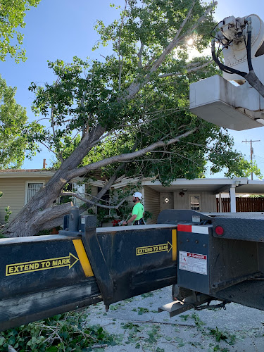Arbor Pro Tree Service