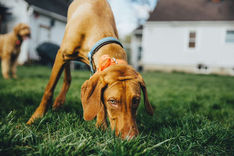 Bakers Acres K9 Academy