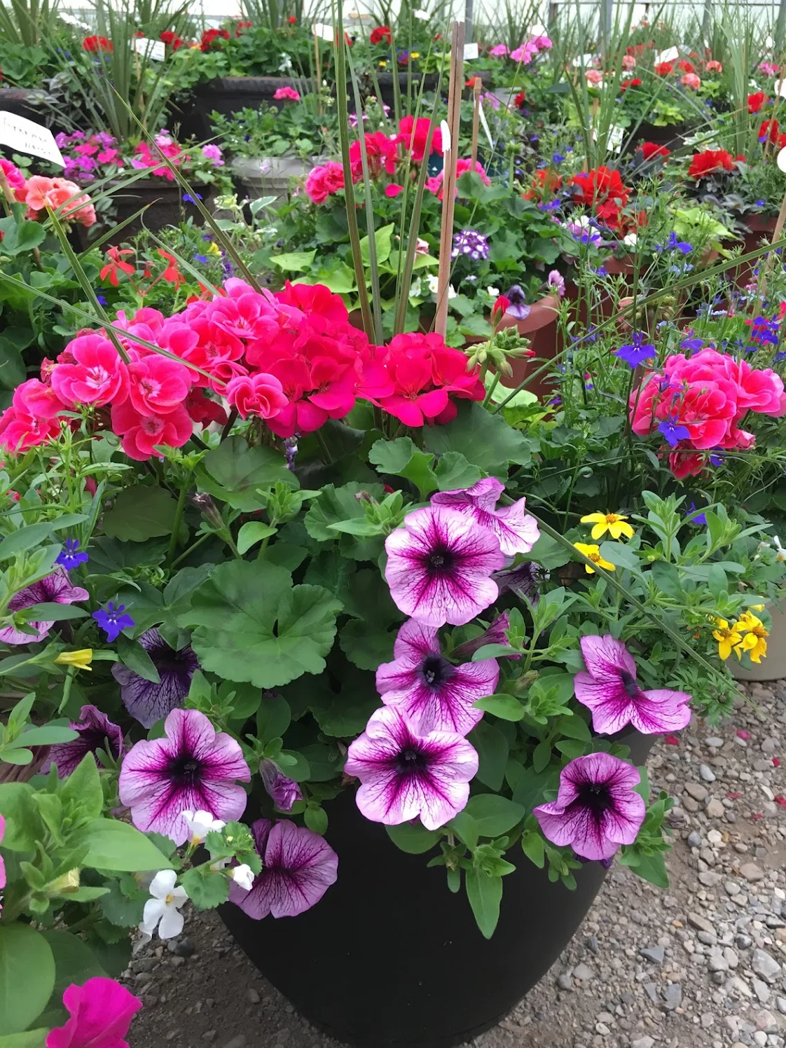 Diamond's Greenhouse