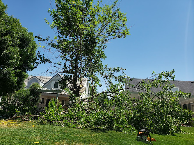 Family Tree Services LLC