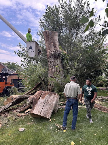 FILI Tree Expert & Landscaping LLC