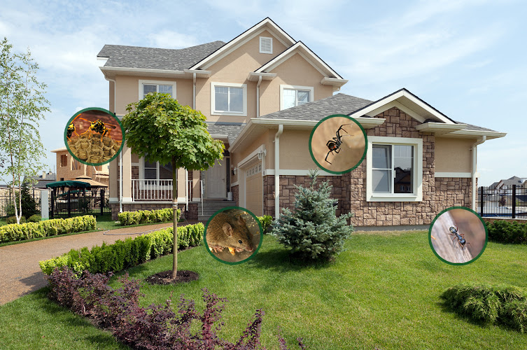 Impact Pest Management