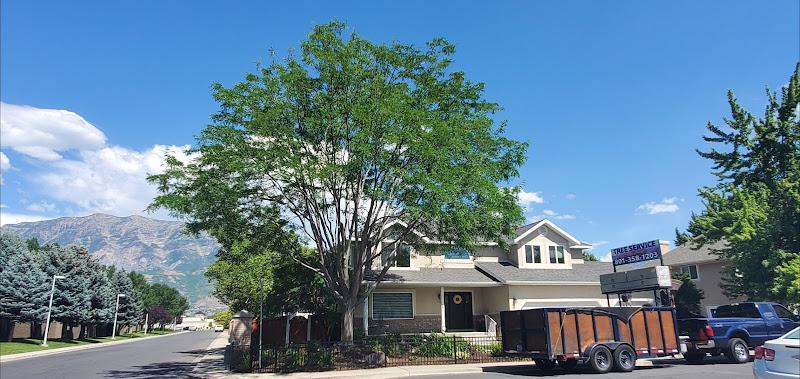 Ixta Tree Experts, Inc