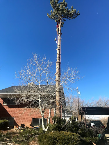 Lifetime Tree Service LLC