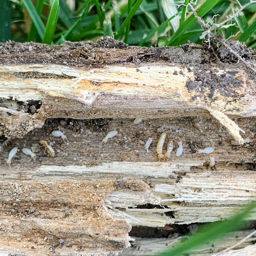 Mountain West Pest Control