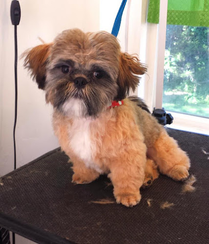 Paw-fection Dog Grooming