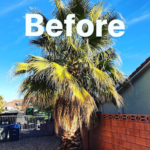 Professional Tree Services