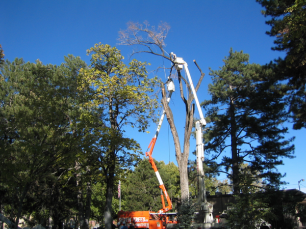 Seven Trees Company, LLC