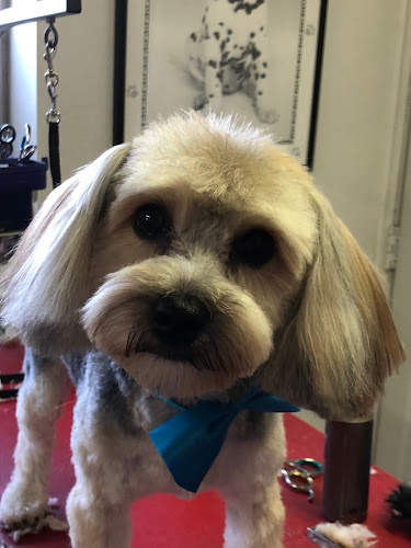 Shag N Wag Dog Groomery