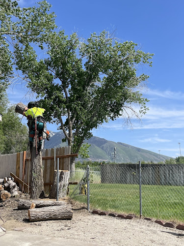 Shining Trees Tree Service