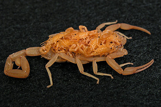 Smart Termite and Pest Control