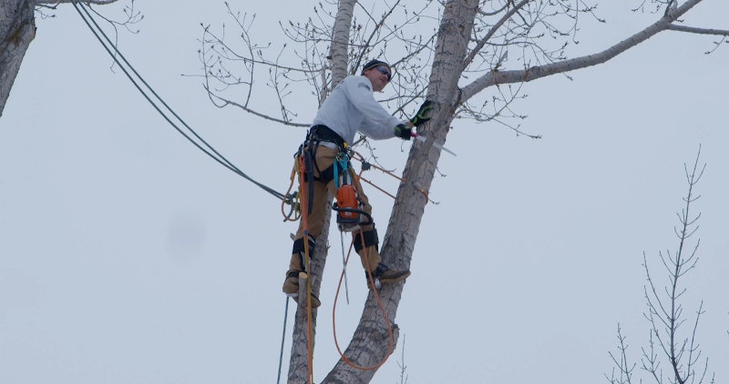 Stag Tree Service