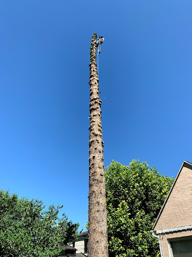 Supreme Tree Experts