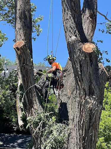 Tree Masters LLC