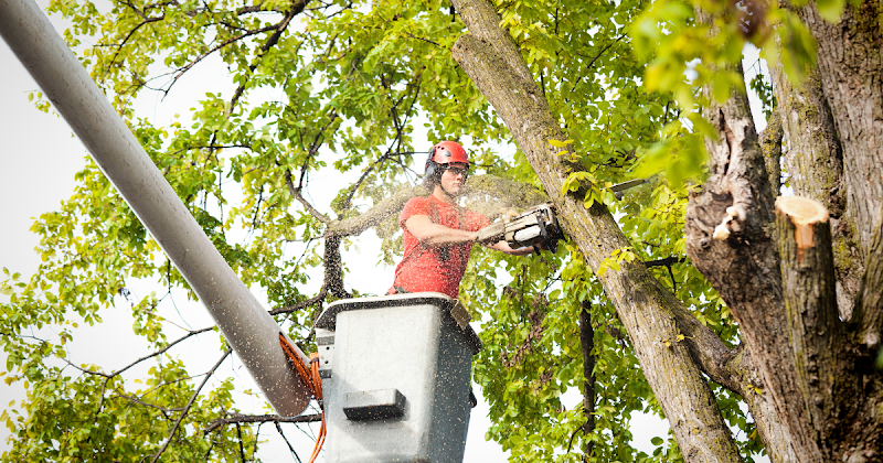 Tree Removal UT - Tree Trimming & Tree Cutting Services