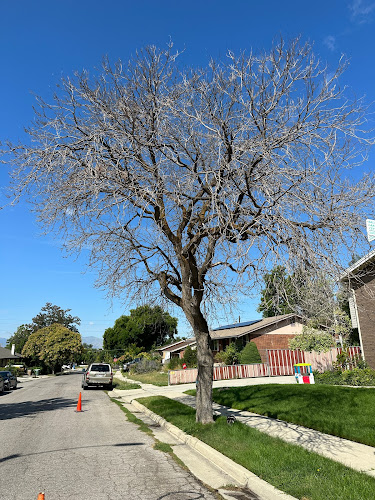 Verdant Valley Tree And Landscaping