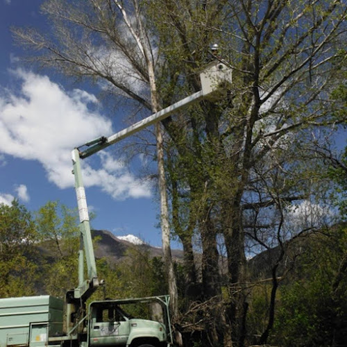 Weber Davis Tree Service