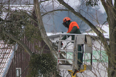 West Jordan Tree Service