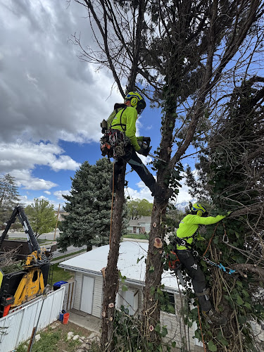 Rent A Monkey Tree Service